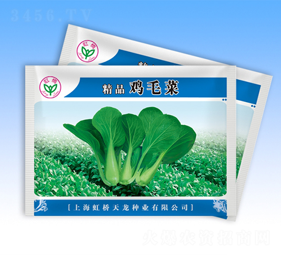 精品雞毛菜-青梗菜種子-天龍種業(yè)
