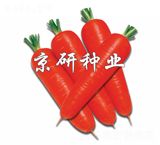 紅芯95-胡蘿卜種子-京研