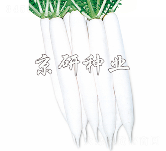 京研秋白-蘿卜種子-京研