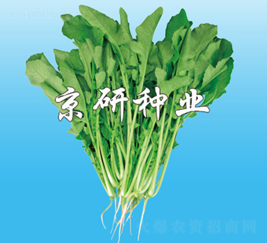 京研葉用蘿卜-蘿卜種子-京研