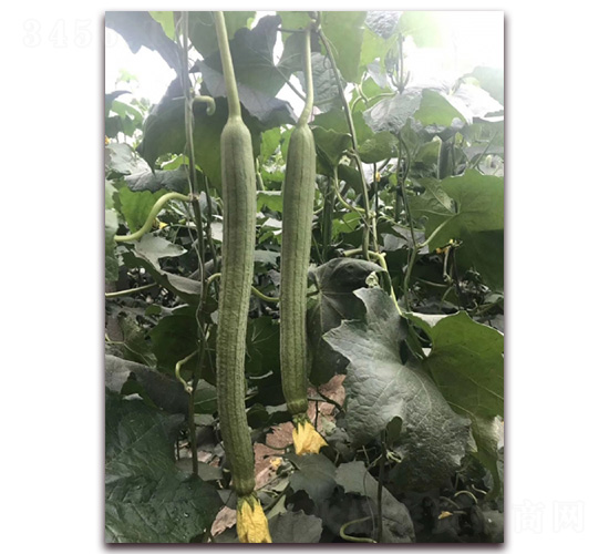 中綠翡翠-絲瓜種子-華邁種業(yè)