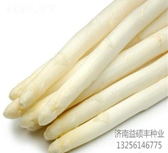 大豐收F1-蘆筍種子-益碩豐農(nóng)業(yè)