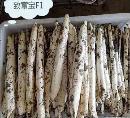 新—代致富寶F1-蘆筍種子-益碩豐農業(yè)