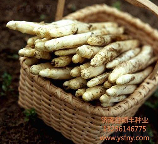 冠軍一號-蘆筍種子-益碩豐農(nóng)業(yè)