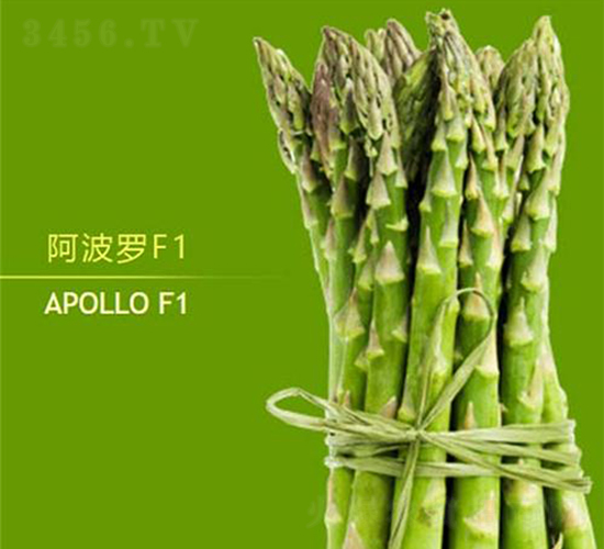 阿波羅F1-蘆筍種子-益碩豐農業(yè)