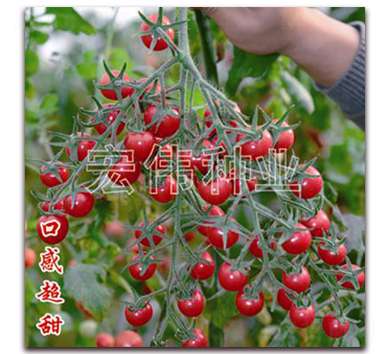 美味一號-櫻桃西紅柿種子-宏偉種業(yè)