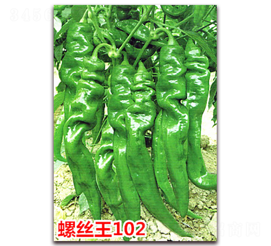 螺絲王102-辣椒種子-萬(wàn)宇農(nóng)業(yè)
