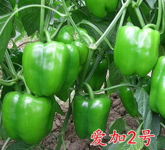 愛加2號(hào)-辣椒種子-萬宇農(nóng)業(yè)