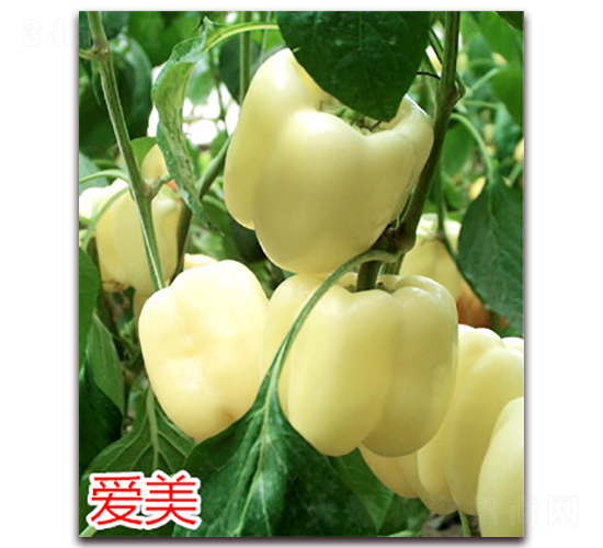 愛美-辣椒種子-萬宇農業(yè)