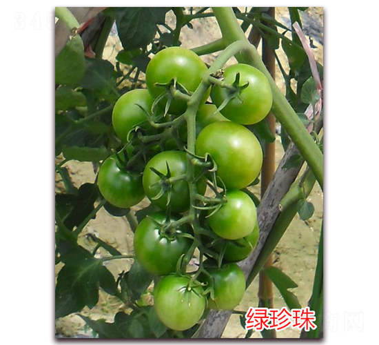 綠珍珠-櫻桃小西紅柿種子-萬宇農(nóng)業(yè)