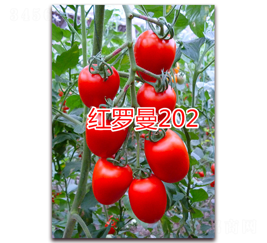 紅羅曼202-櫻桃小西紅柿種子-萬宇農(nóng)業(yè)