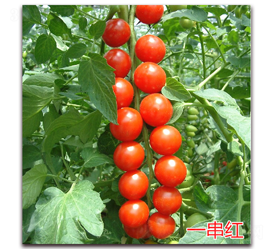 一串紅-櫻桃小西紅柿種子-萬宇農業(yè)