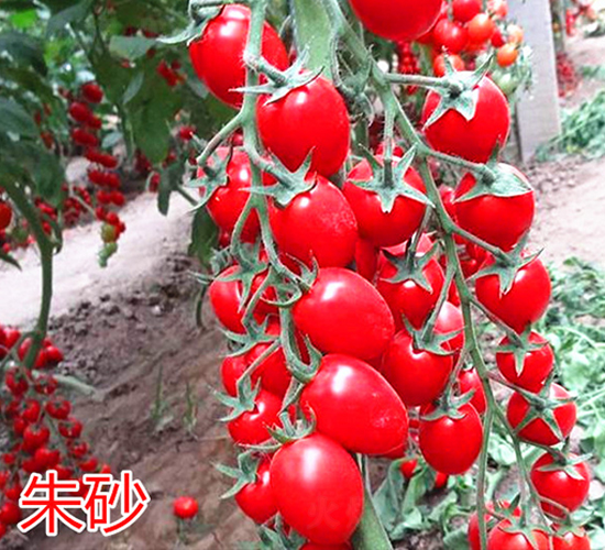 朱砂-櫻桃小西紅柿種子-萬宇農業(yè)