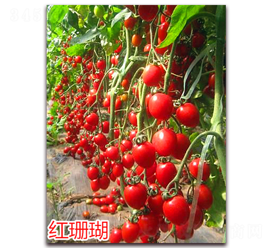 紅珊瑚-櫻桃小西紅柿種子-萬宇農(nóng)業(yè)