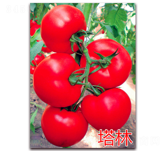 塔林-紅果番茄種子-萬(wàn)宇農(nóng)業(yè)
