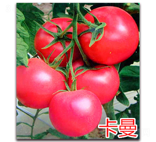 卡曼-粉果番茄種子-萬(wàn)宇農(nóng)業(yè)