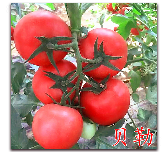 貝勒-粉果番茄種子-萬(wàn)宇農(nóng)業(yè)