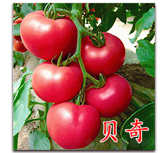 貝奇-粉果番茄種子-萬宇農(nóng)業(yè)