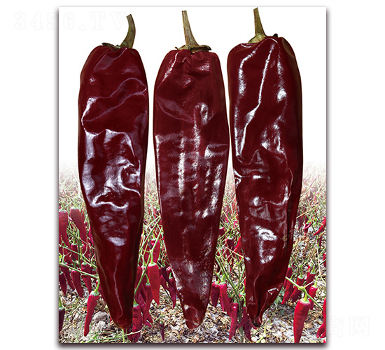 中華紅3號(hào)-辣椒種子-紅發(fā)種業(yè)