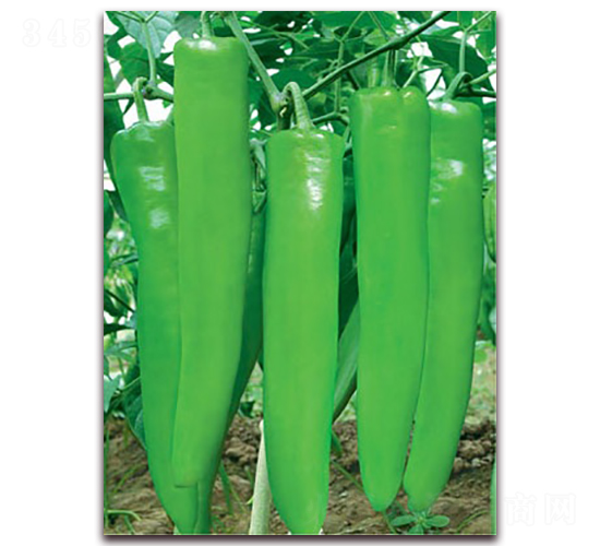 臺(tái)椒一號(hào)-尖椒種子-聯(lián)豐種業(yè)