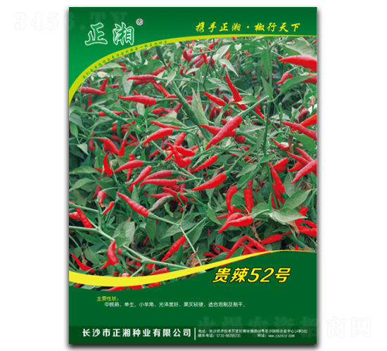 正湘貴辣52號-朝天椒種子-正湘種業(yè)