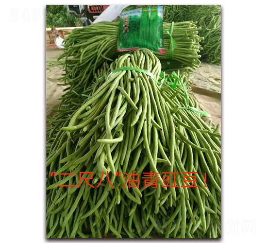 兩尺八-豇豆種子-映山龍