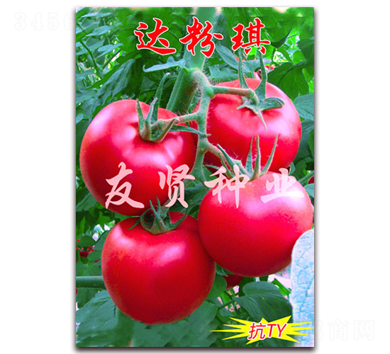 達粉琪-粉色大番茄種子-友賢種業(yè)