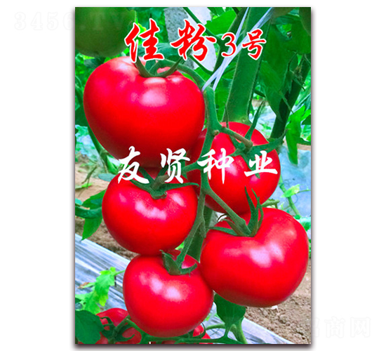佳粉3號-粉色大番茄種子-友賢種業(yè)