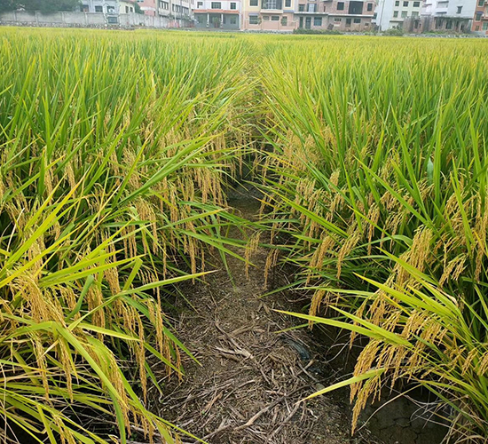 高峰優(yōu)5號-綠海種業(yè)