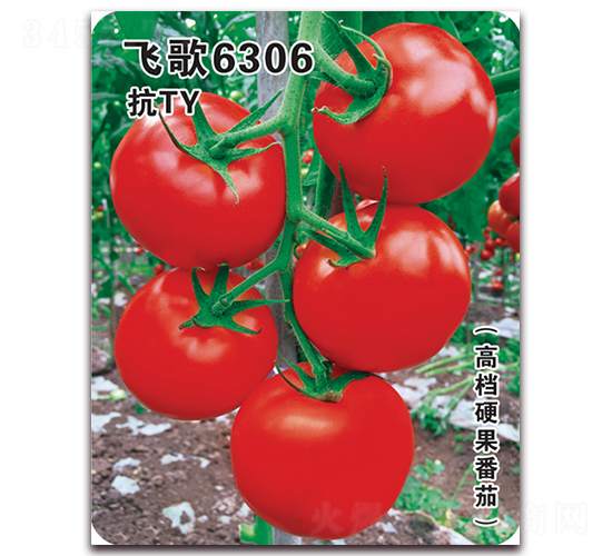 w6306-ѷN-wrI(y)