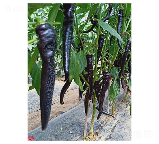 紫川一號-辣椒種子-凌廣農(nóng)業(yè)