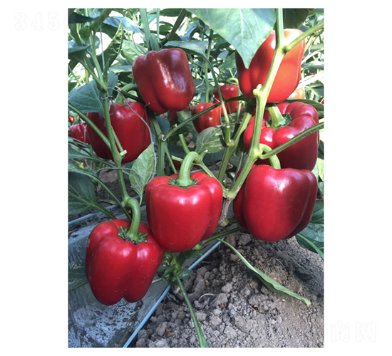 莫西特-辣椒種子-凌廣農(nóng)業(yè)