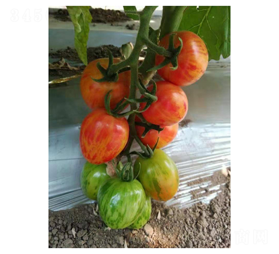 迷彩櫻桃番茄-番茄種子-凌廣農(nóng)業(yè)