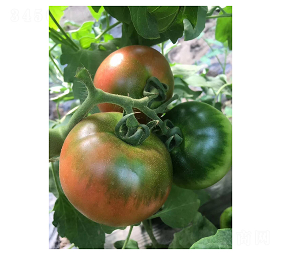 壽研PT1208-番茄種子-凌廣農(nóng)業(yè)