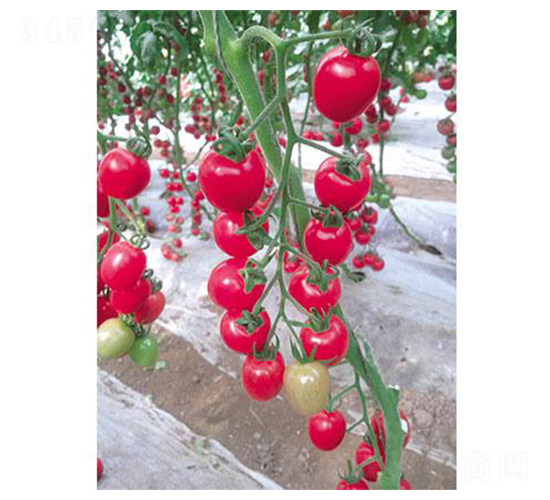 艾禧2號-番茄種子-涑之畔農(nóng)業(yè)