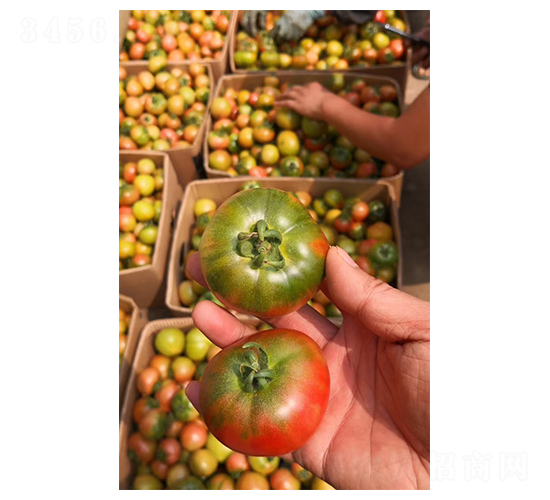 草莓番茄種子-地喜農(nóng)業(yè)