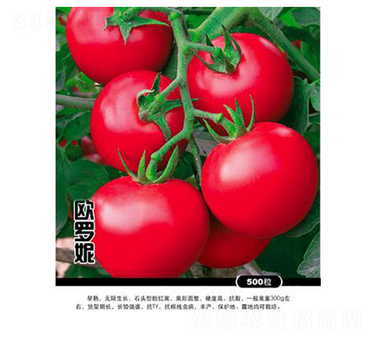 歐羅妮-番茄種子-農(nóng)百萬
