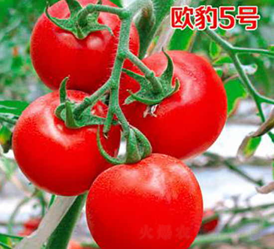 歐豹5號(hào)-番茄種子-農(nóng)百萬