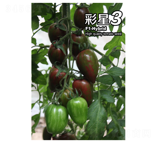 彩星3-番茄種子-華豐種業(yè)