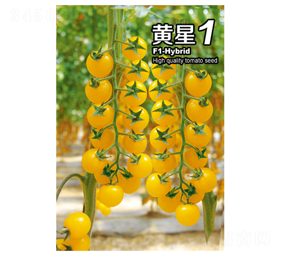 黃星1-番茄種子-華豐種業(yè)
