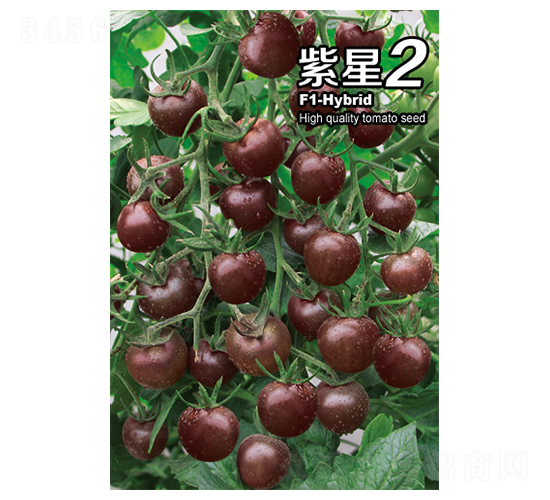 紫星2-番茄種子-華豐種業(yè)