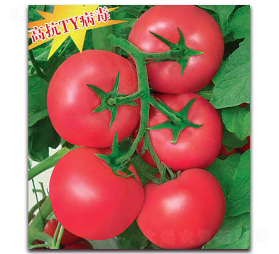 金菲特-番茄種子-金囤農(nóng)業(yè)