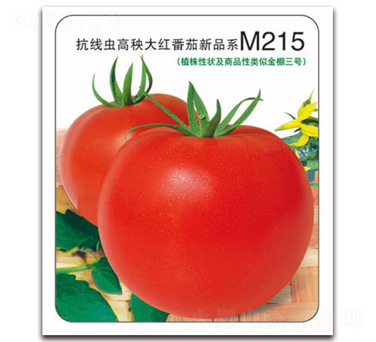 金棚M215-大紅番茄種子-金鵬