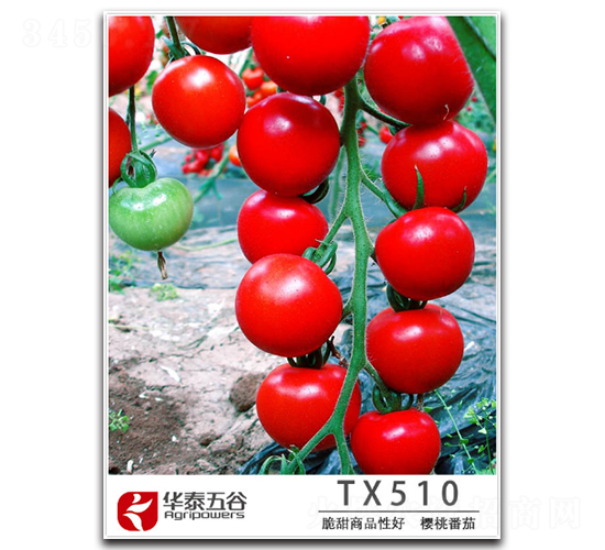 櫻桃番茄TM510-番茄種子-華泰五谷