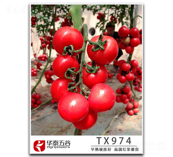 TX974-番茄種子-華泰五谷