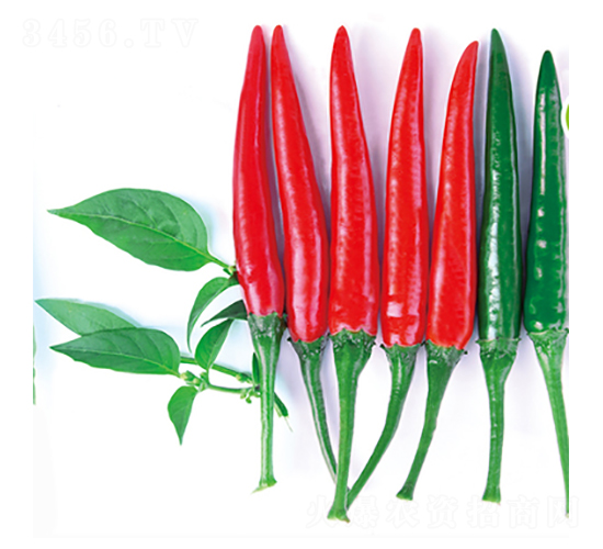 錦紅5號(hào)-辣椒種子-立信