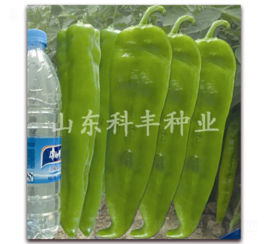 長豐特椒-辣椒種子-科豐種業(yè)