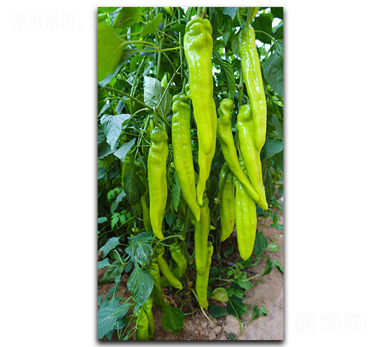 壽研夢(mèng)揚(yáng)-甜椒種子