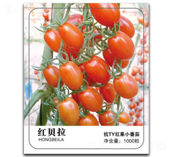 紅貝拉-番茄種子