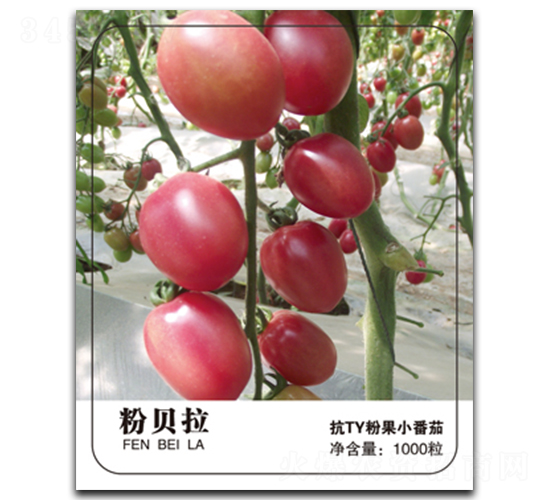 粉貝拉-番茄種子